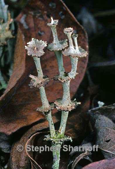 cladonia rappii 5 graphic