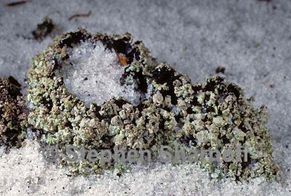 cladonia rappii 6 graphic