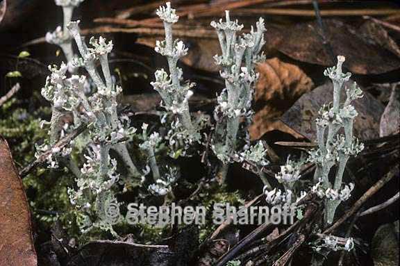 cladonia rappii 9 graphic