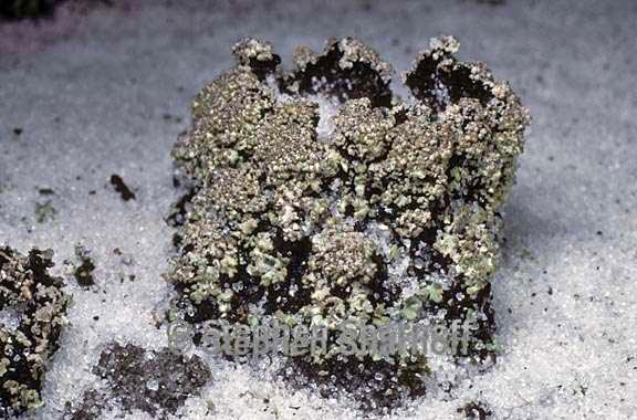 cladonia rappii 8 graphic