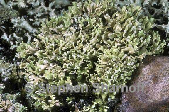 cladonia robbinsii 1 graphic