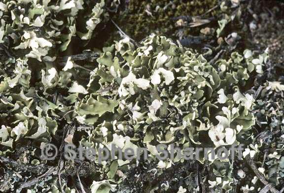 cladonia robbinsii 2 graphic