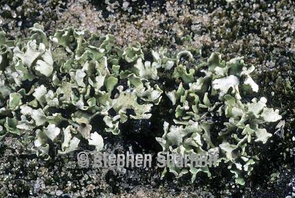 cladonia robbinsii 3 graphic