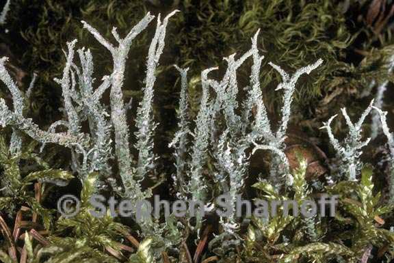 cladonia scabriuscula graphic