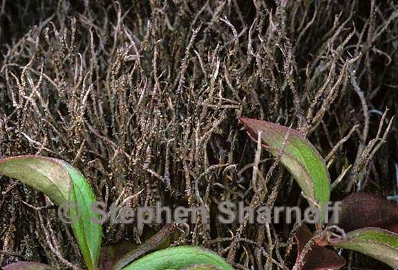 cladonia singularis 2 graphic