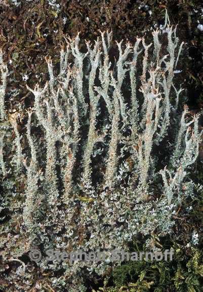 cladonia squamosa 1 graphic