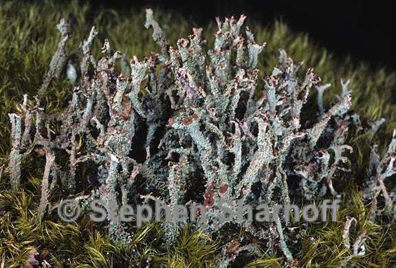 cladonia squamosa 10 graphic