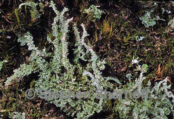 cladonia squamosa 11 graphic