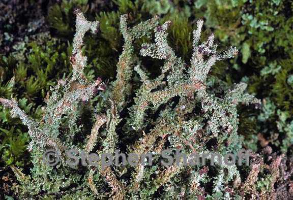 cladonia squamosa 12 graphic