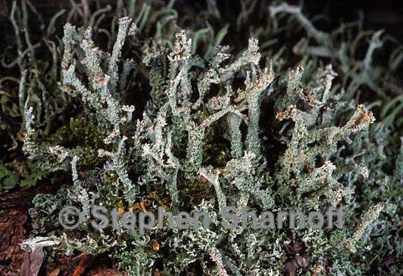 cladonia squamosa 14 graphic