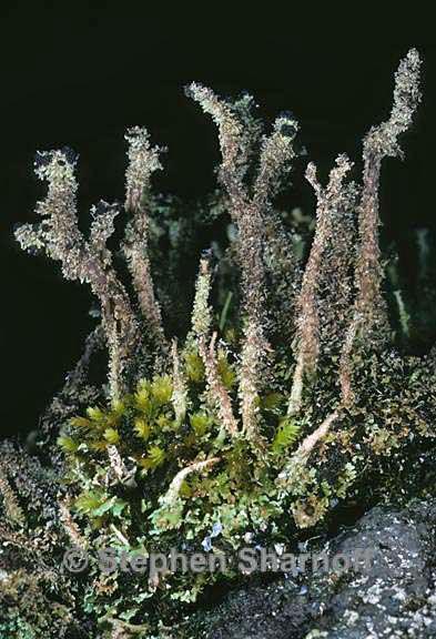 cladonia squamosa 16 graphic