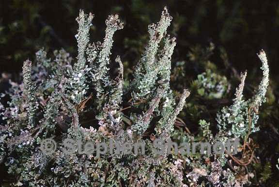 cladonia squamosa 17 graphic