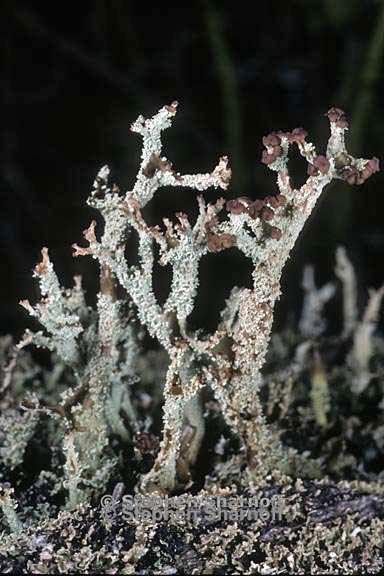 cladonia squamosa 19 graphic