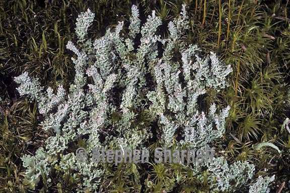 cladonia squamosa 20 graphic