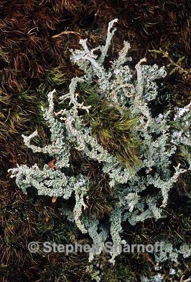 cladonia squamosa 7 graphic