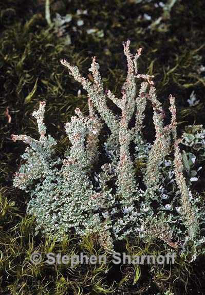 cladonia squamosa 9 graphic