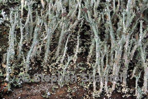 cladonia squamosa subsquamosa 2 graphic