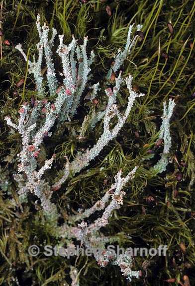 cladonia squamosa subsquamosa 3 grqphic