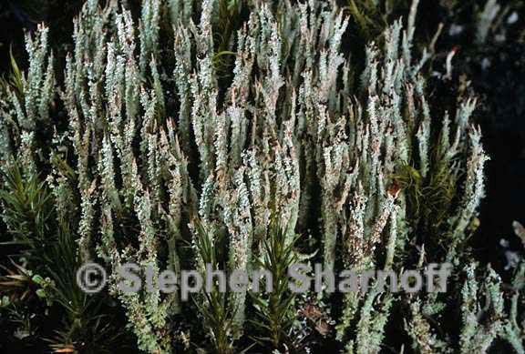 cladonia squamosa subsquamosa 4 graphic