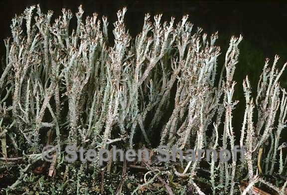 cladonia squamosa subsquamosa 5 graphic