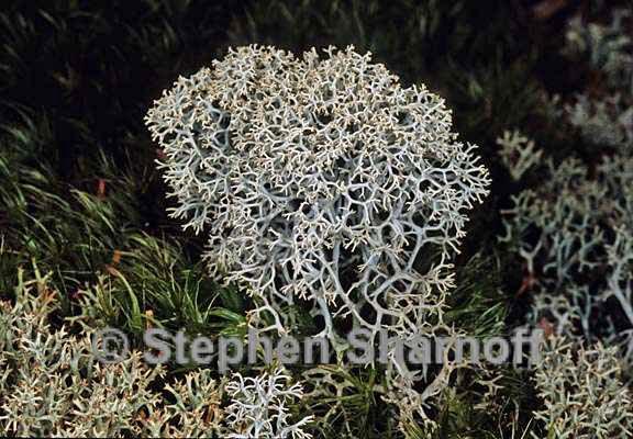 cladonia stellaris 9 graphic