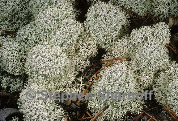 cladonia stellaris var. aberrans 3 graphic