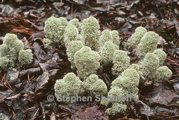 cladonia stellaris aberrans 4 graphic