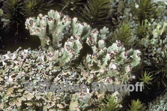 cladonia strepsilis 3 graphic