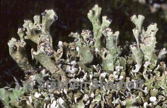 cladonia strepsilis 5 graphic