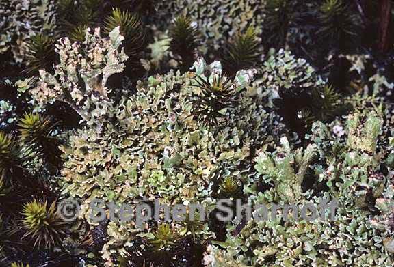 cladonia strepsilis 6 graphic