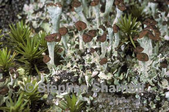 cladonia subcariosa 1 graphic