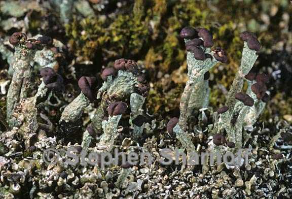 cladonia subcariosa 10 graphic