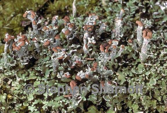 cladonia subcariosa 11 graphic