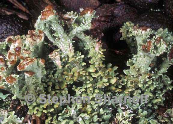 cladonia subcariosa 12 graphic