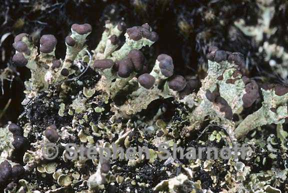 cladonia subcariosa 13 graphic