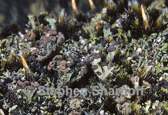 cladonia subcariosa 14 graphic