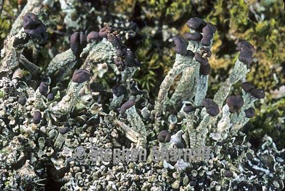 cladonia subcariosa 15 graphic