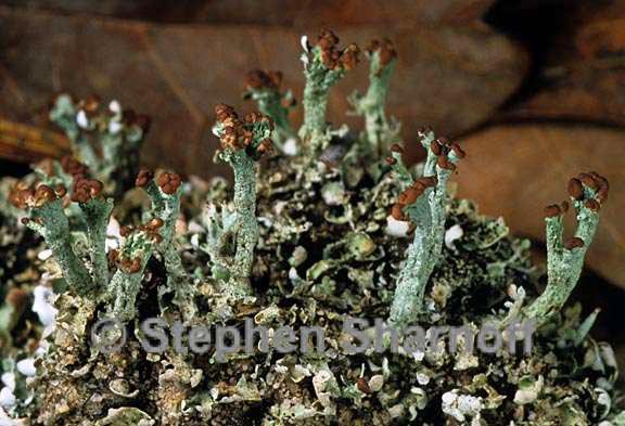 cladonia subcariosa 2 graphic