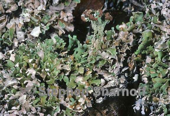 cladonia subcariosa 3 graphic