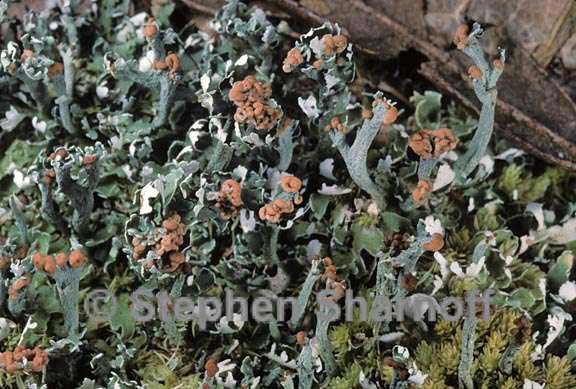 cladonia subcariosa 5 graphic