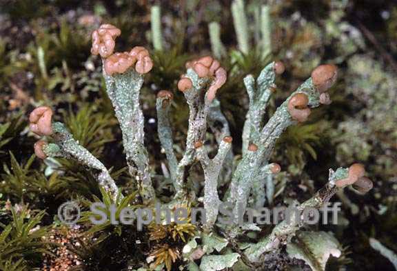 cladonia subcariosa 6 graphic