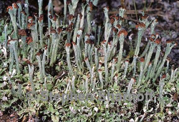 cladonia subcariosa 7 graphic