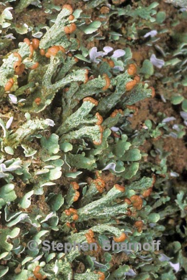 cladonia subcariosa 9 graphic