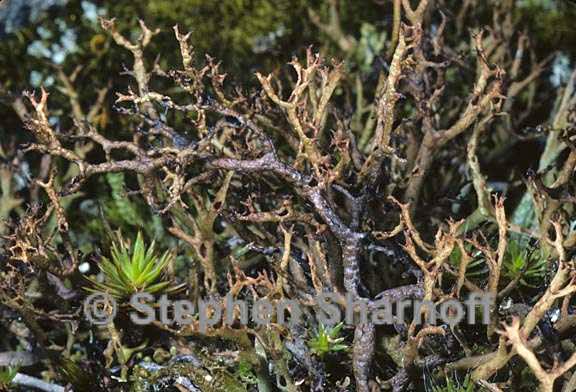 cladonia subfurcata 3 graphic