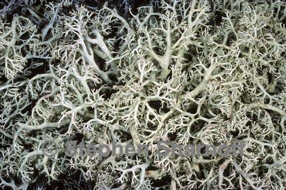 cladonia submitis 2 graphic