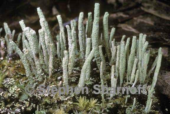 cladonia subradiata 1 graphic