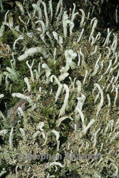 cladonia subradiata 2 graphic