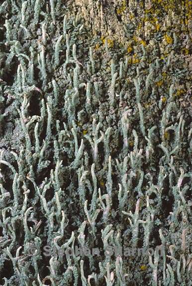 cladonia subradiata 3 graphic