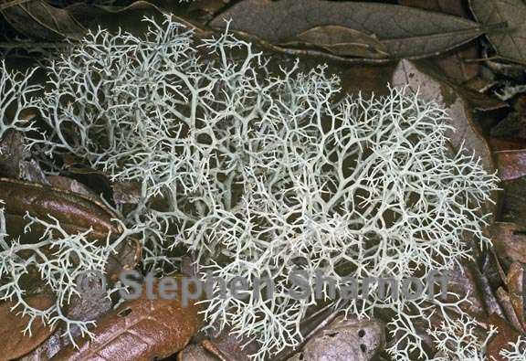 cladonia subtenuis 1 graphic