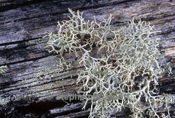 cladonia subtenuis 10 graphic